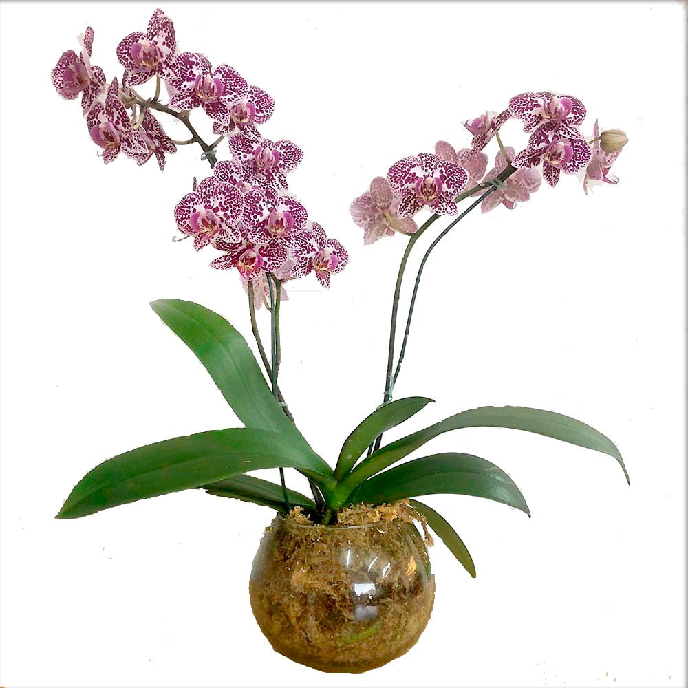 Orquidea Phalaenopsis Pecera N3 - Easy