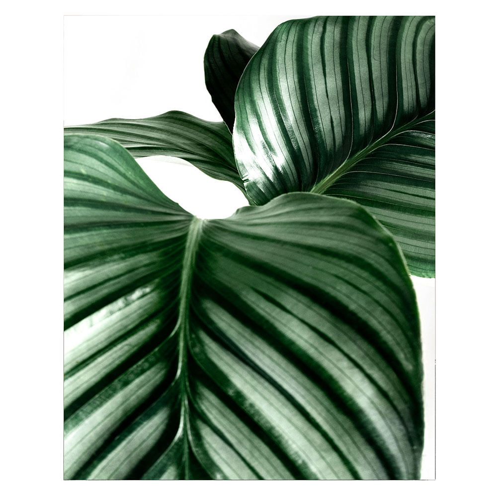 LAMINA 40X50 D2 - Easy